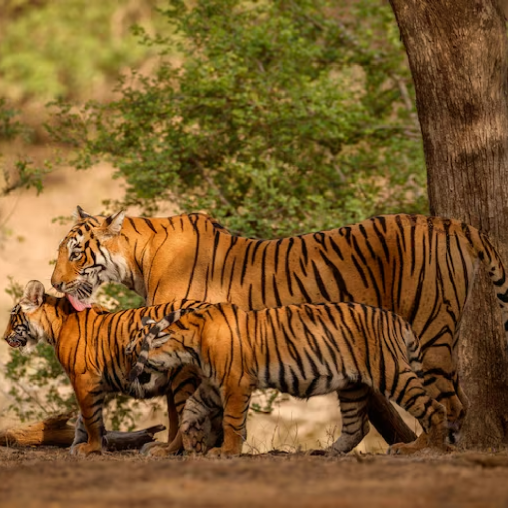 Best of India wildlife tour