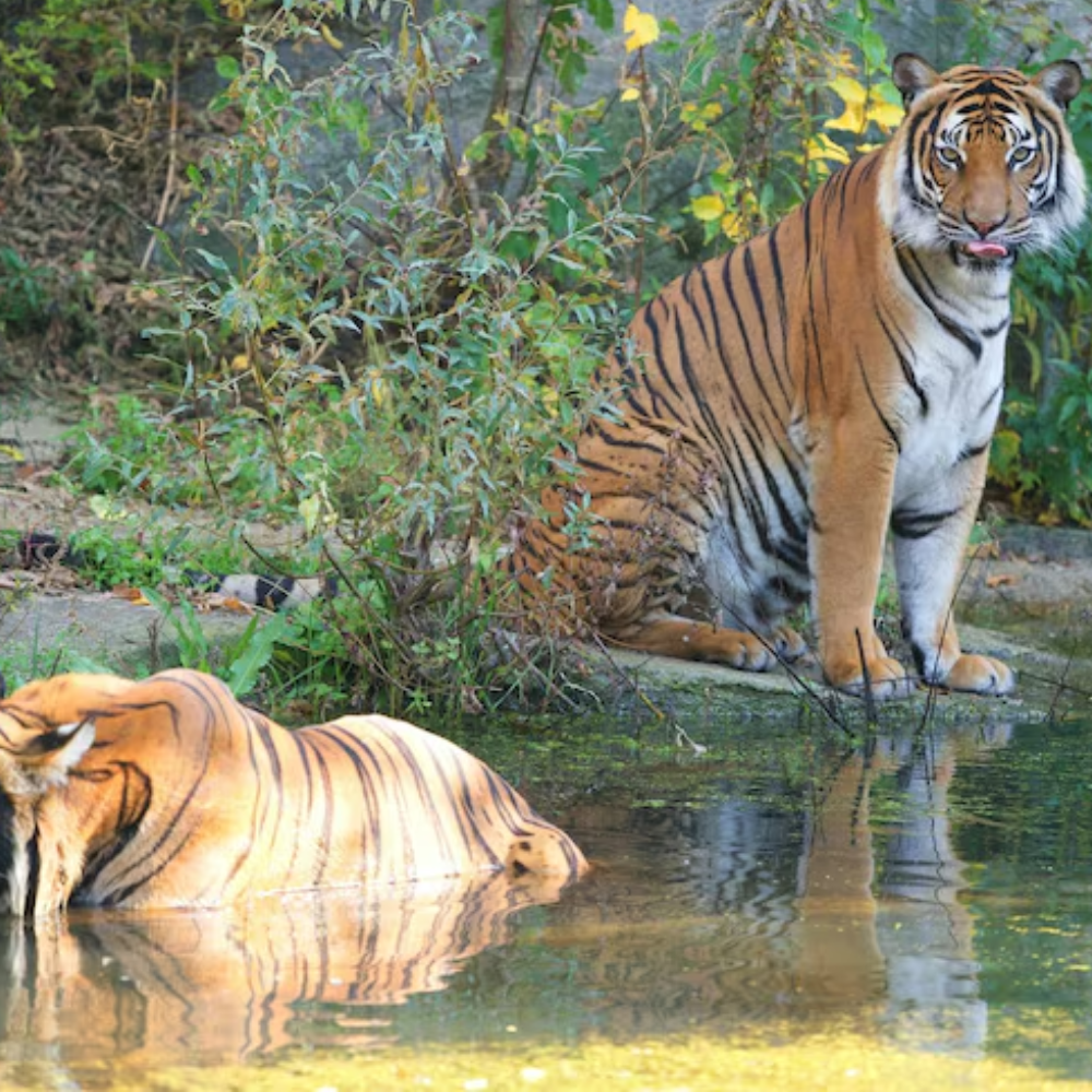 India Wildlife Tour Package