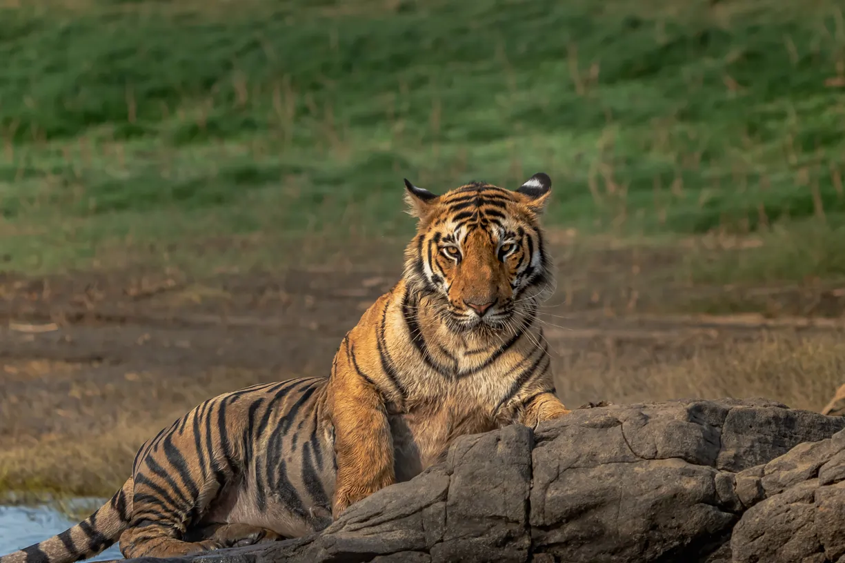 India Wildlife Tour Package