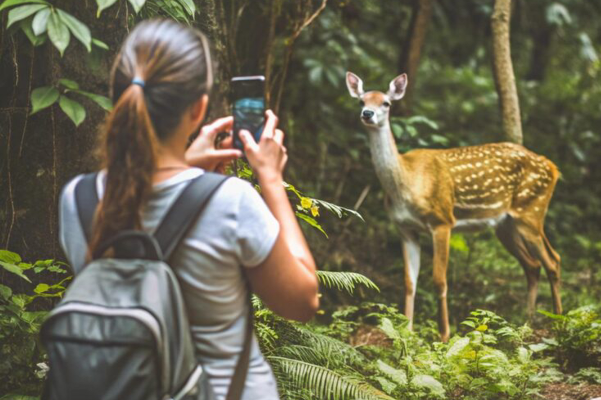 Wildlife Tour Packages