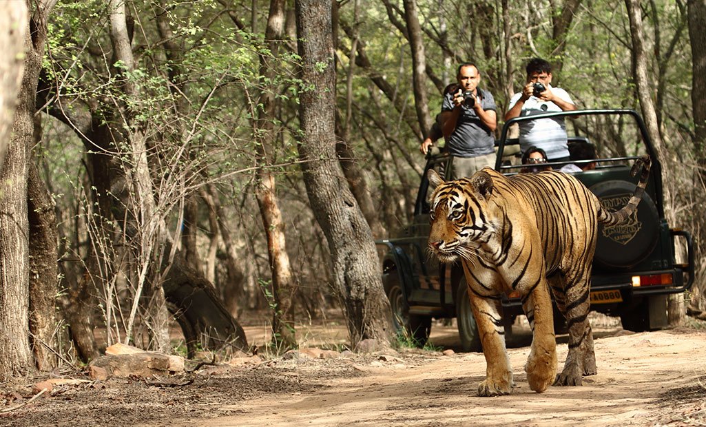 Indian Tiger Tour