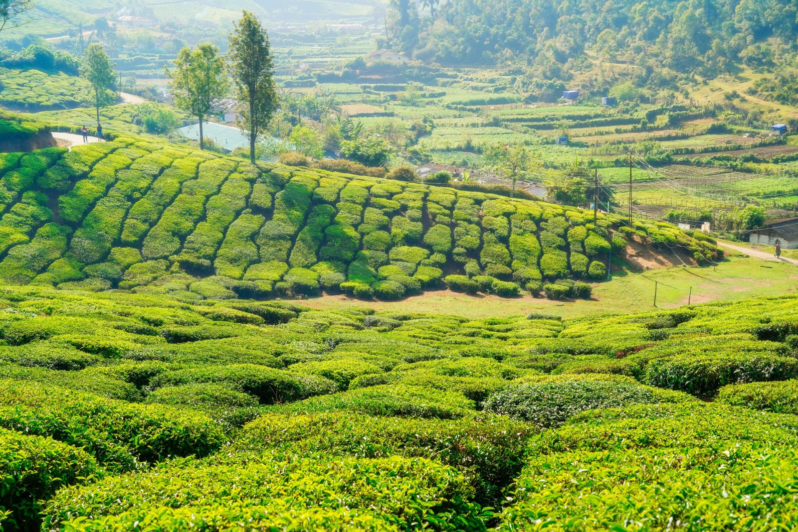 Sikkim & Darjeeling Grand Summer Tour