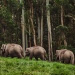 India wildlife tours packages for UK Travellers