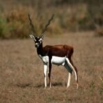Wildlife Tours in India for UK Travellers