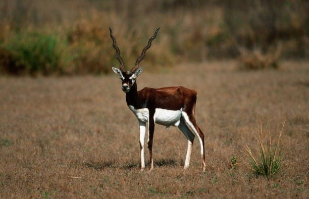 Wildlife Tours in India for UK Travellers