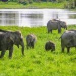India wildlife tours packages for Spanish Travellers