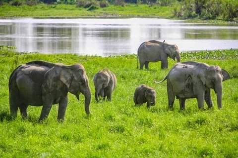 India wildlife tours packages for Spanish Travellers