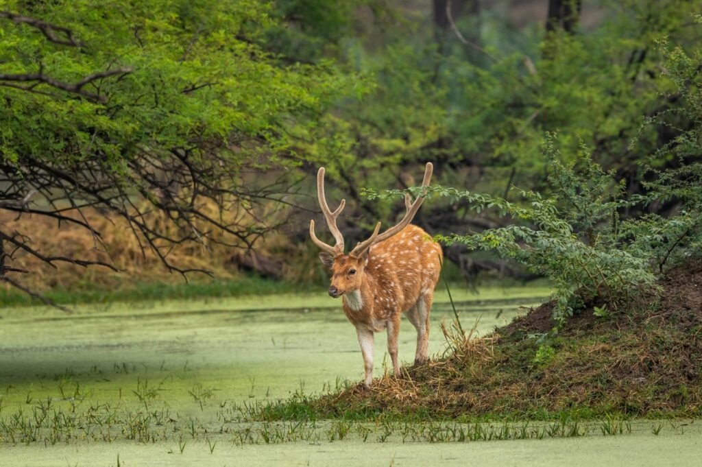 Wildlife tours in India for Spanish Travellers