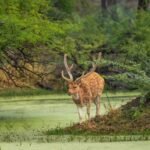Wildlife tours in India for Spanish Travellers
