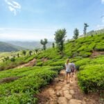 kerala packages for couple for Spanish Travellers