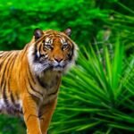 India wildlife tours packages