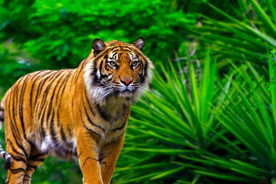India wildlife tours packages