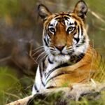 Wildlife Tours in India for US Travelers