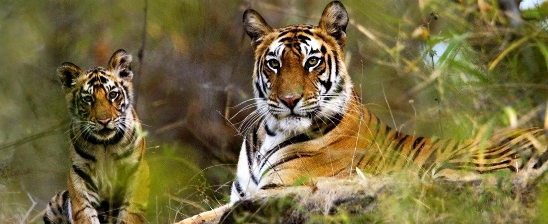 Wildlife Tours in India for US Travelers